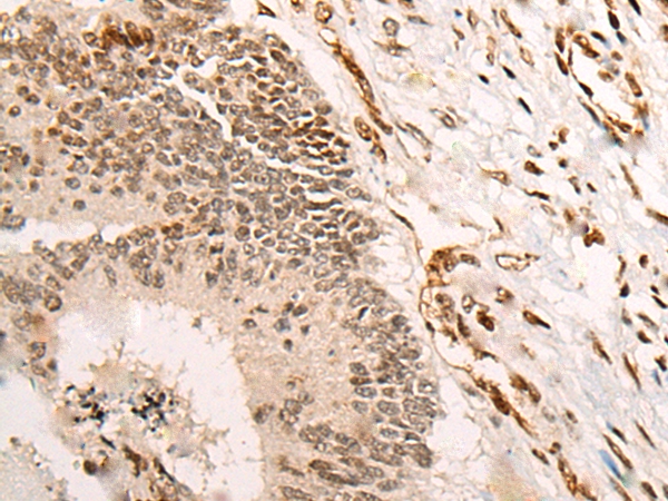 VGLL3 Antibody