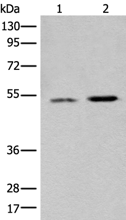 WDFY1 Antibody
