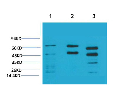 Phosphoserine Monoclonal Antibody(5B12)