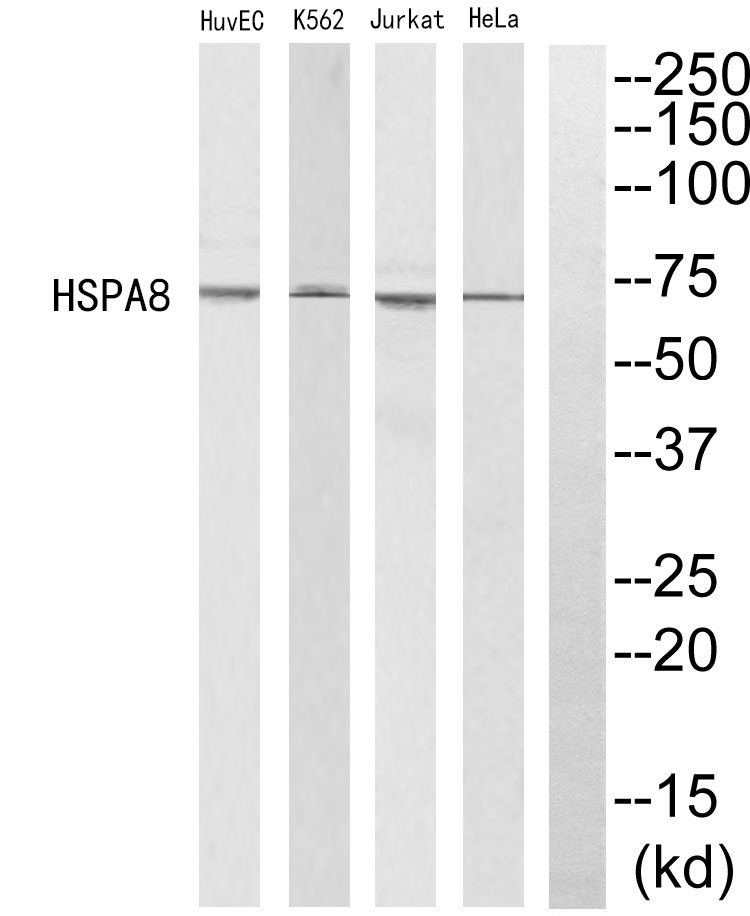 HSPA8 Antibody