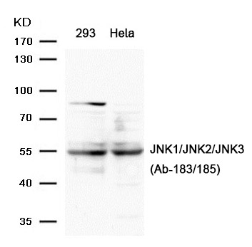 JNK1/JNK2/JNK3(Ab-183/185) Antibody
