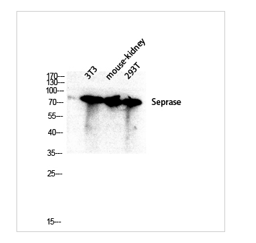 Seprase Polyclonal Antibody