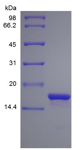Recombinant Human Interleukin-1 a (rHu IL-1a)
