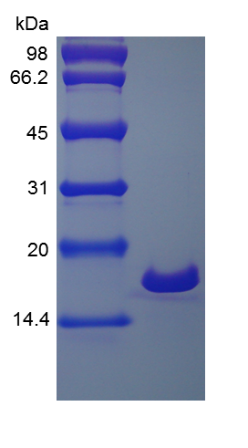 Recombinant Human Interleukin-1 b (rHu IL-1b)