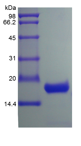 Recombinant Human Interleukin-10(rHu IL-10)