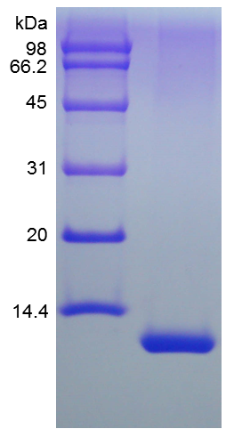 Recombinant Human Interleukin-13 
(rHu IL-13)