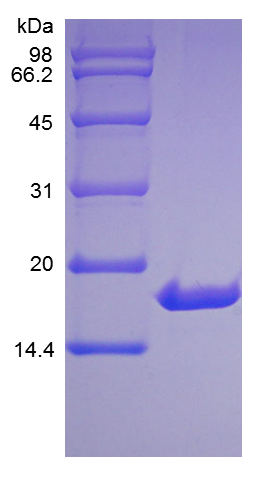 Recombinant Human Interleukin-33(rHu IL-33)