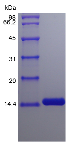 Recombinant Human Granulocyte Colony 
Stimlating Factor (rHu G-CSF)