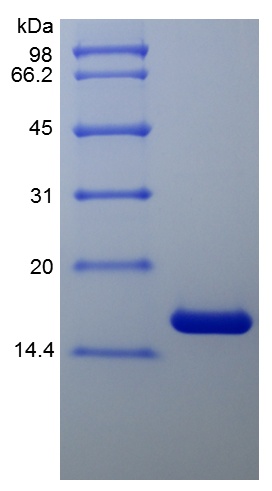 Recombinant Human Tumor Necrosis Factor-a (rHu TNF-a)