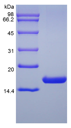 Recombinant Human Flt-3 Ligand (rHuFlt-3L)