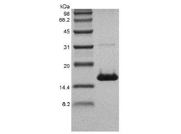 Recombinant Human soluble CD40 Ligand (rHu sCD40L)