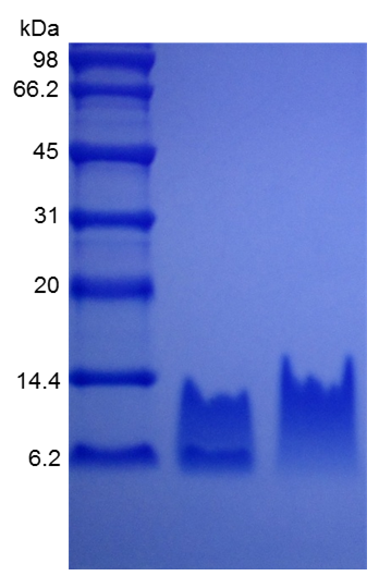 Recombinant Human BD-2