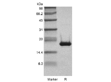 Recombinant murine Interleukin-1 b (rm IL-1b )