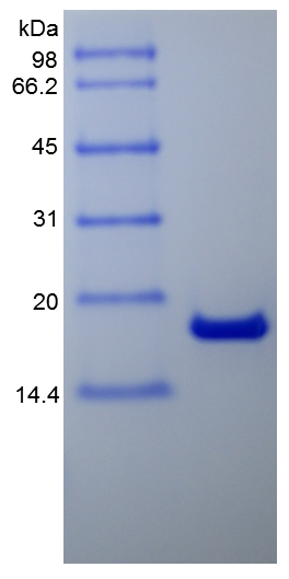 Recombinant murine Interleukin-2 (rm IL-2 )