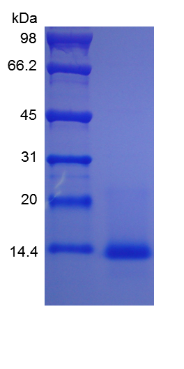 Recombinant murine Interleukin-4 (rm IL-4 )