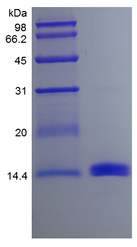 Recombinant murine Granulocyte- Macrophage Colony Stimlating Factor (rm GM-CSF)