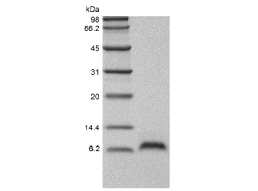 Recombinant murine Epidermal Growth Factor (rm EGF )