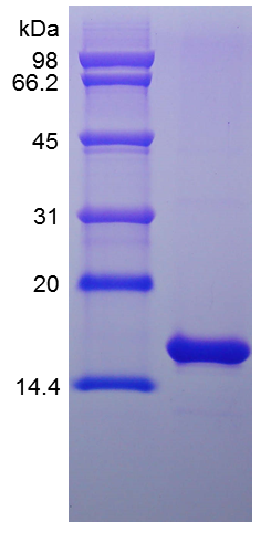 Recombinant Rat FGF-basic