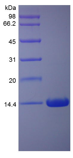 Recombinant Rat Interferon-g (rRa IFN-g)