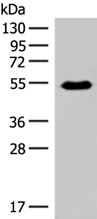HTR2A Antibody