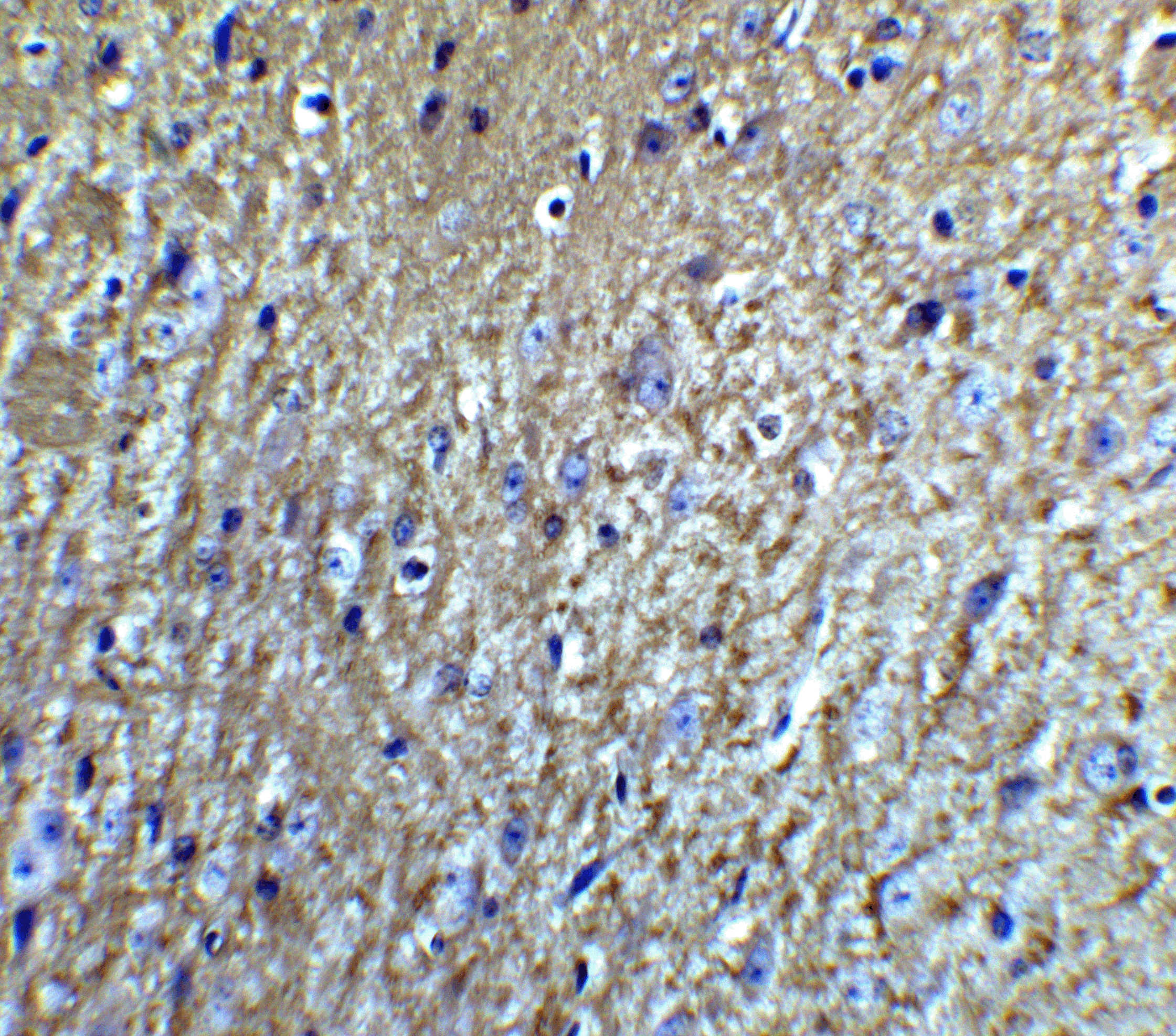 Neurturin Antibody