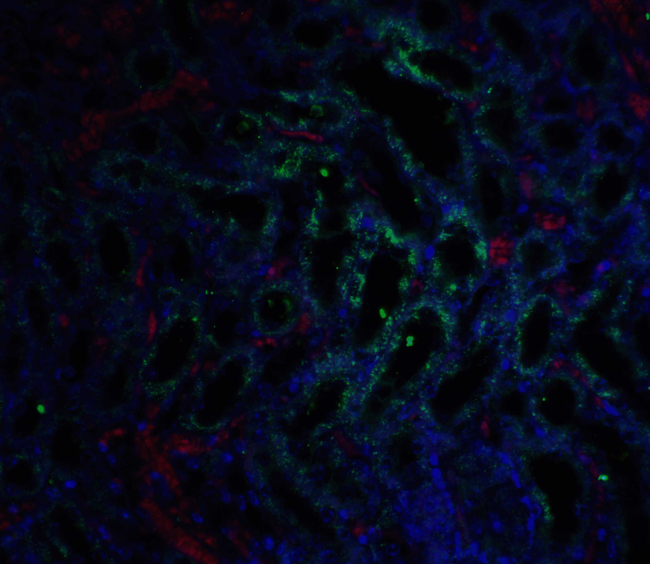 GFR alpha 3 Antibody