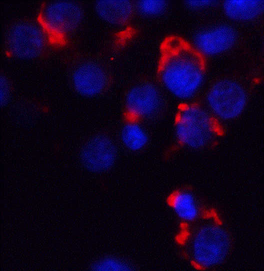 Bmf Antibody