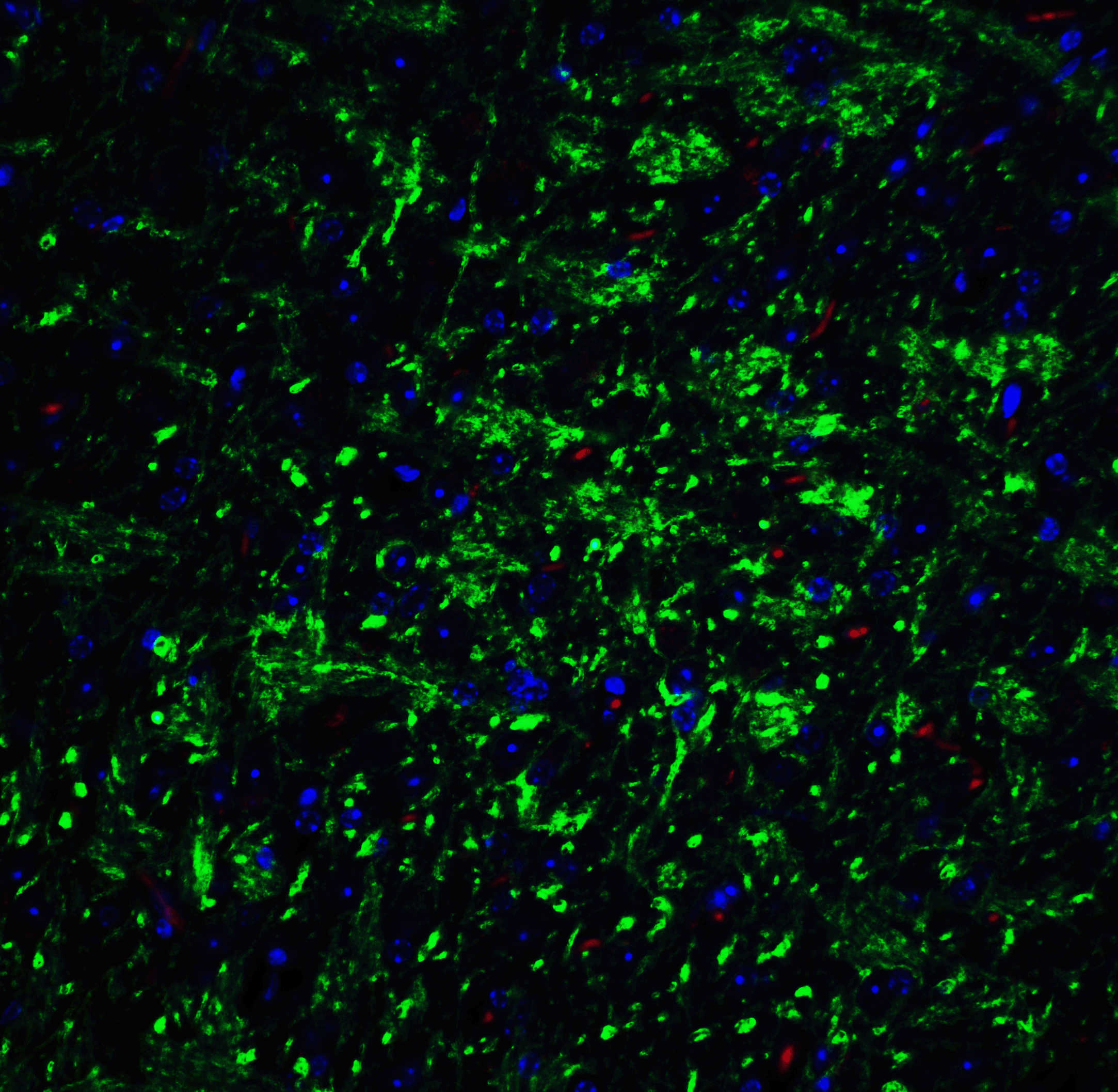 T-cadherin Antibody