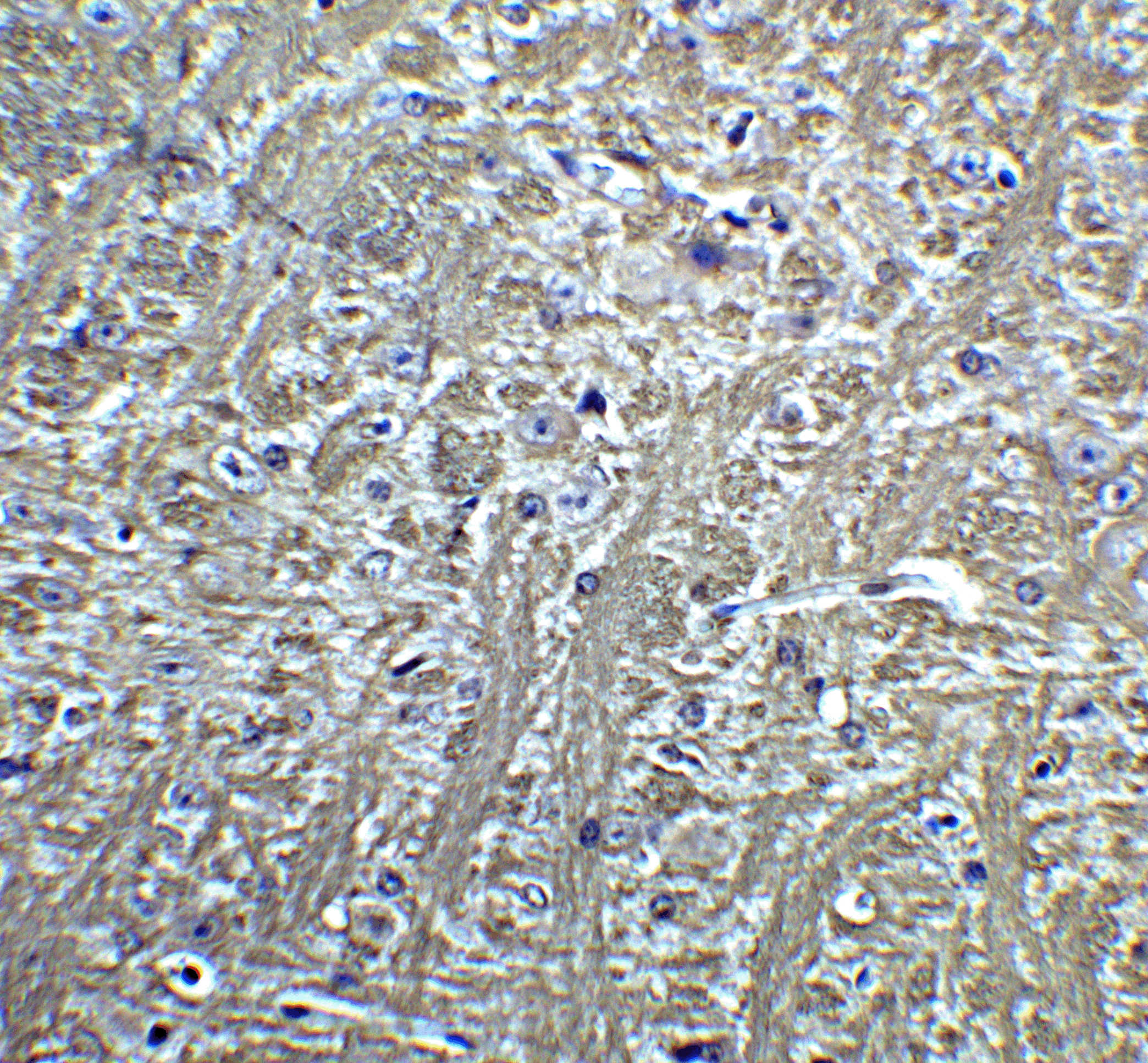 T-cadherin Antibody