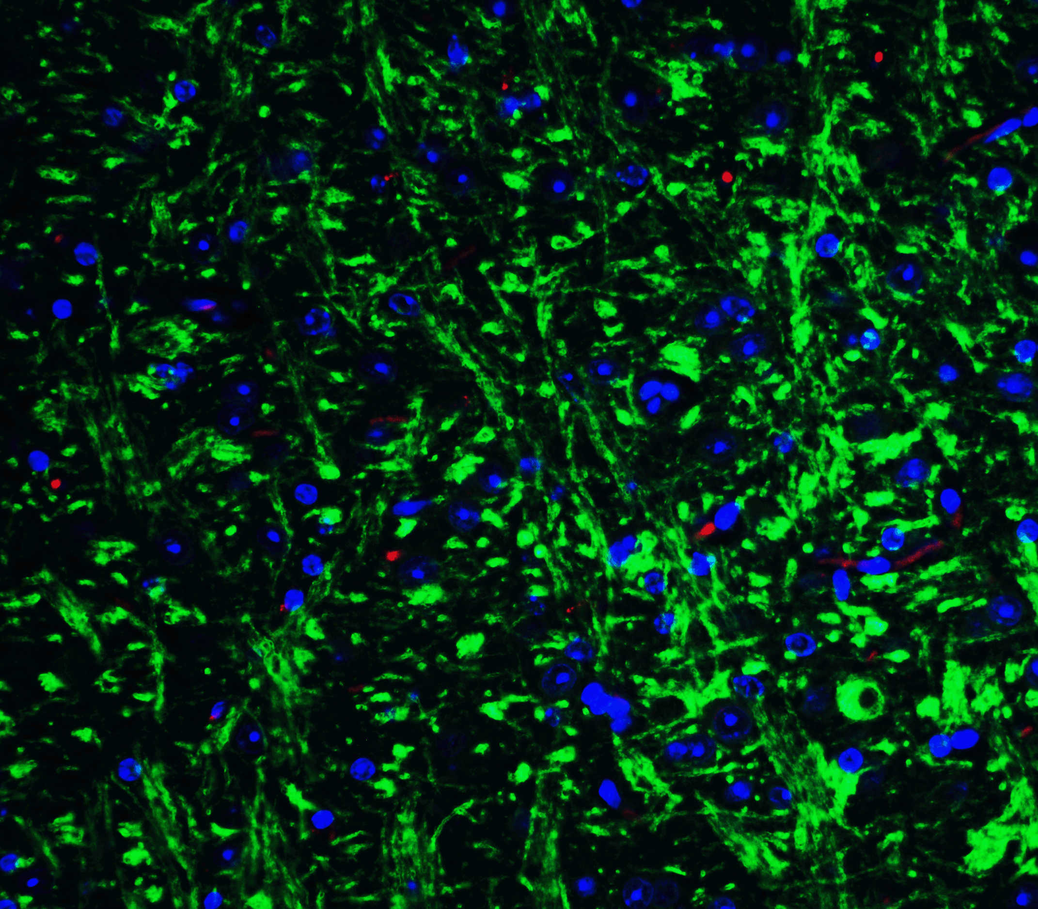 Grik1 Antibody