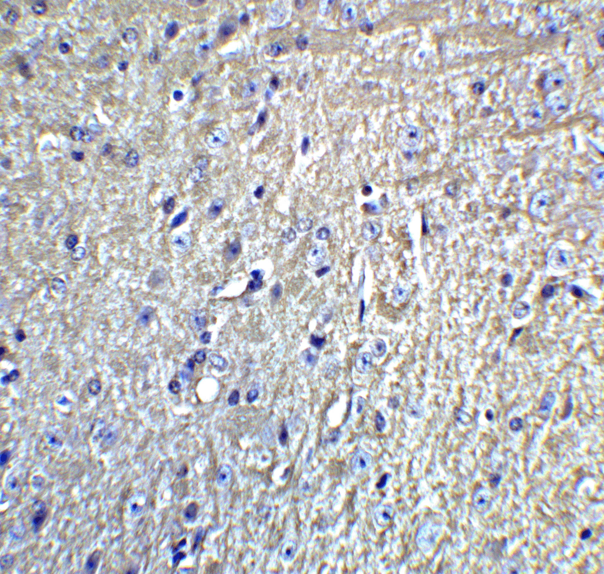 Grik1 Antibody