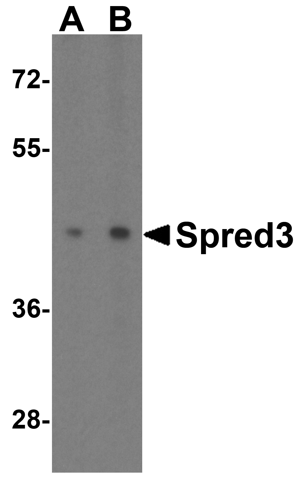 Spred3 Antibody