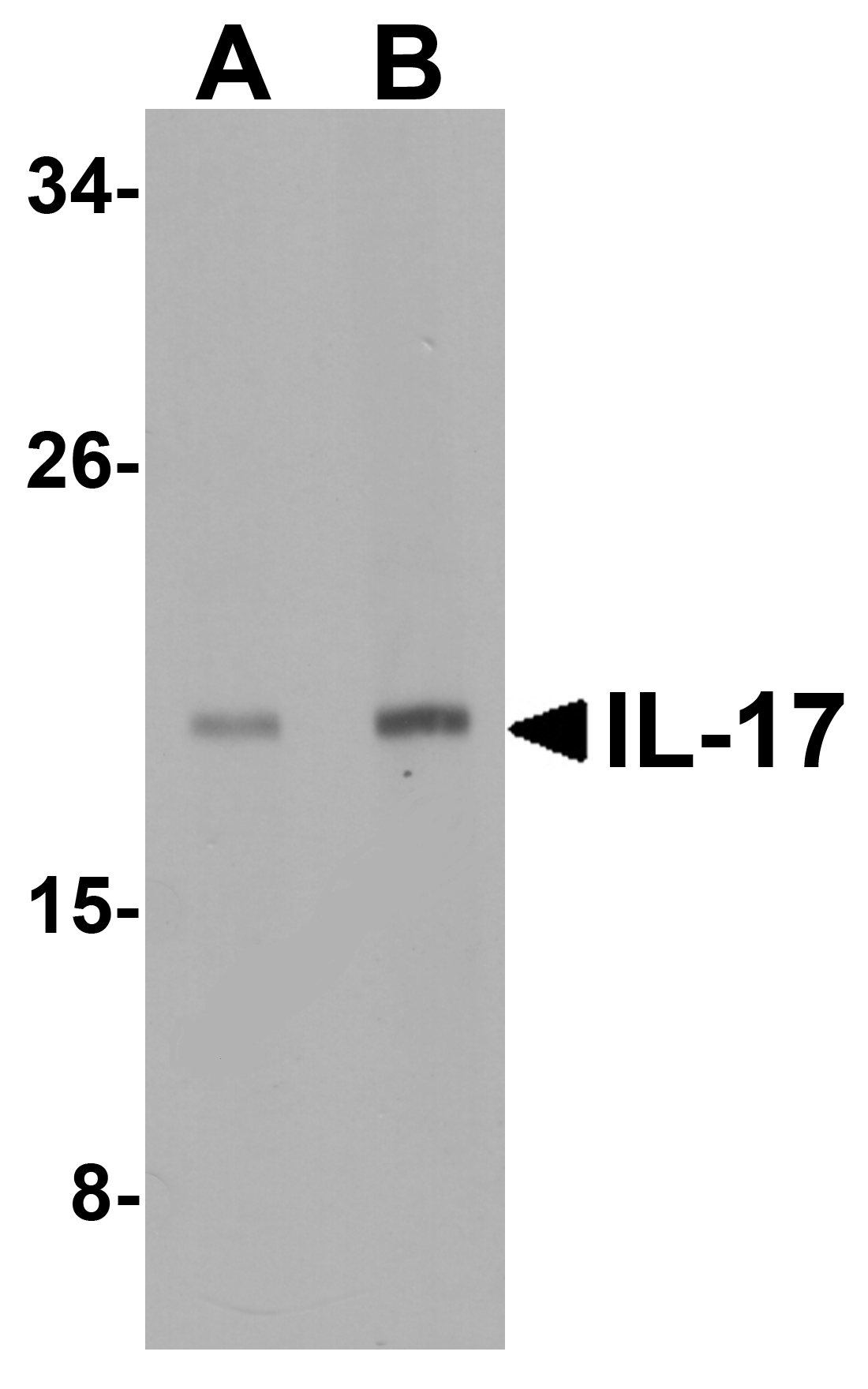 IL-17 Antibody