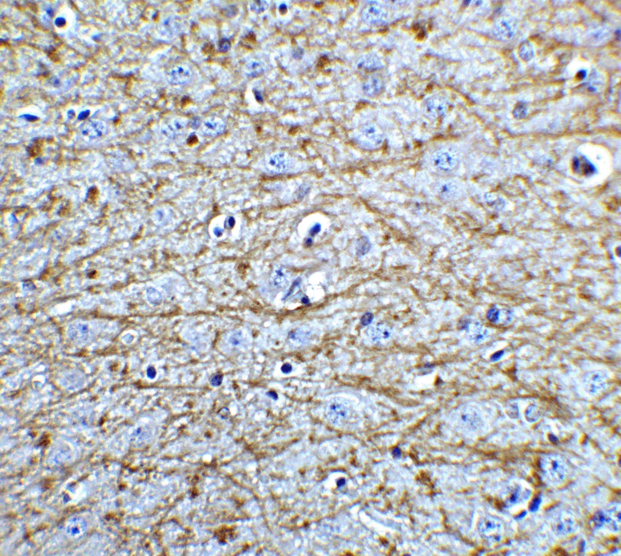 SOX2 Antibody