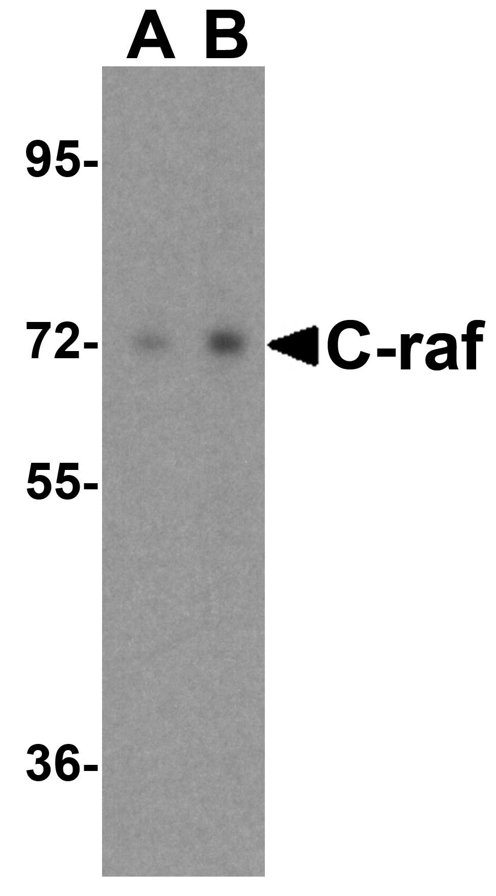 C-raf Antibody