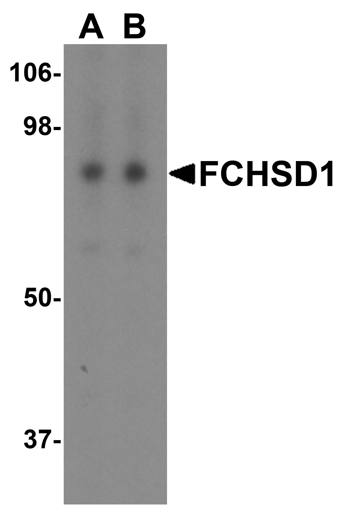 FCHSD1 Antibody