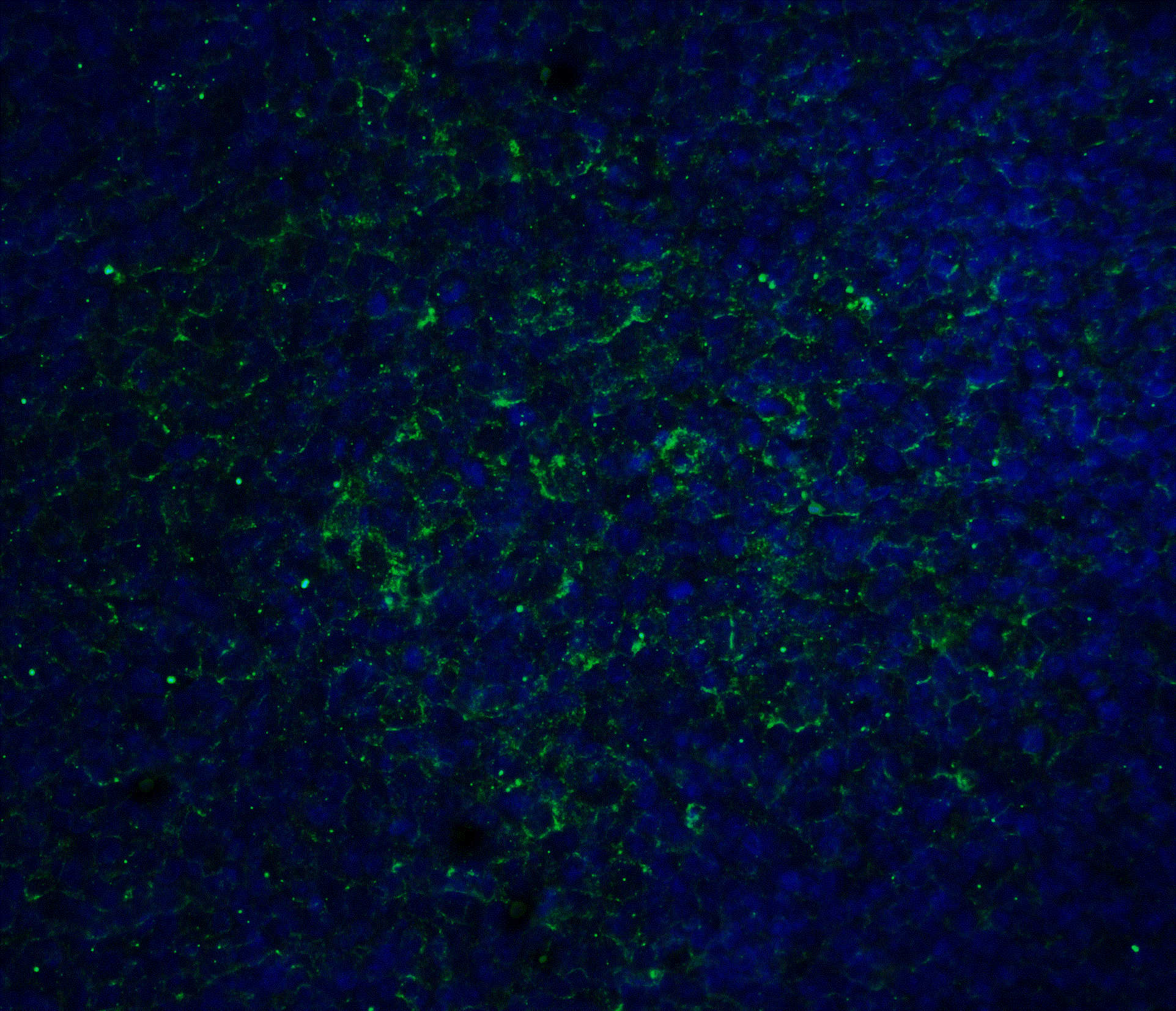 ORAI1 Monoclonal Antibody