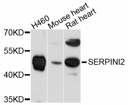 SERPINI2 antibody
