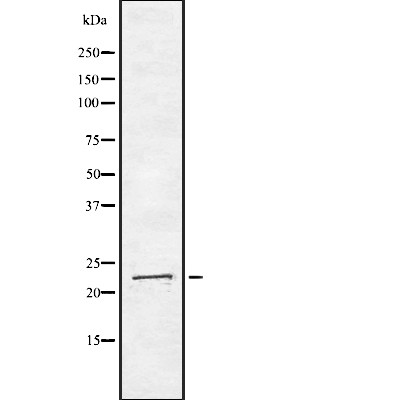 ARL4 antibody