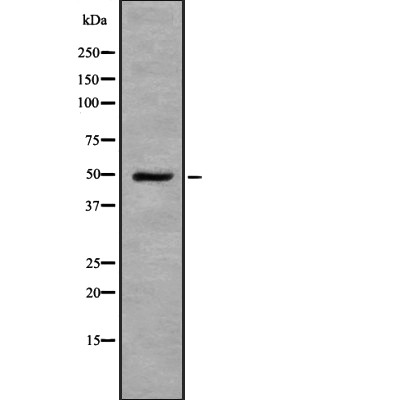 IDH2 antibody