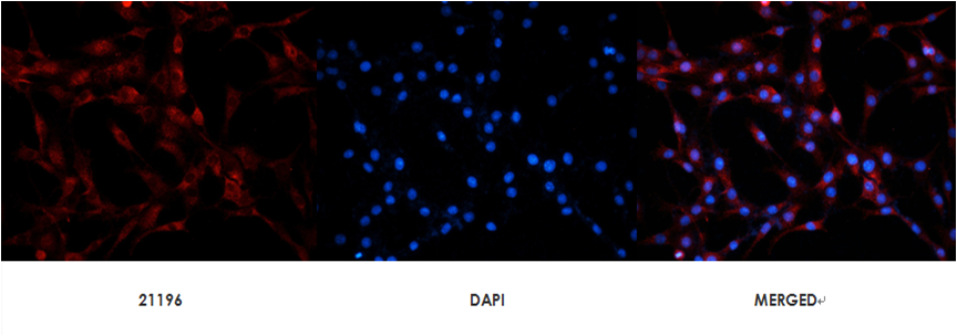 Ephrin-B2(Ab-330) Antibody