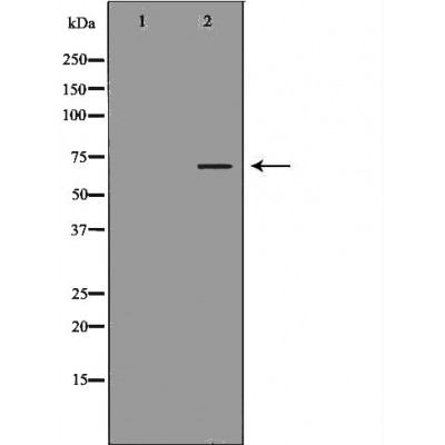 Dopamine beta hydroxylase Antibody