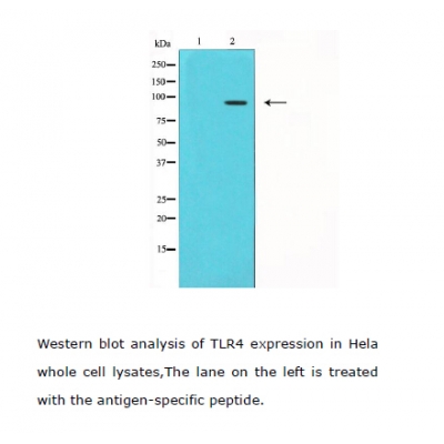 TLR4 Antibody