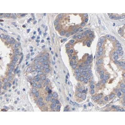 TLR4 Antibody
