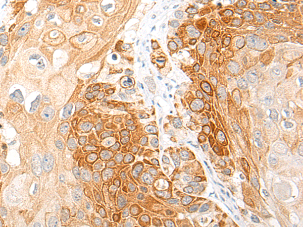 CCL19 Antibody