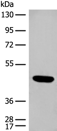 CCNJ Antibody