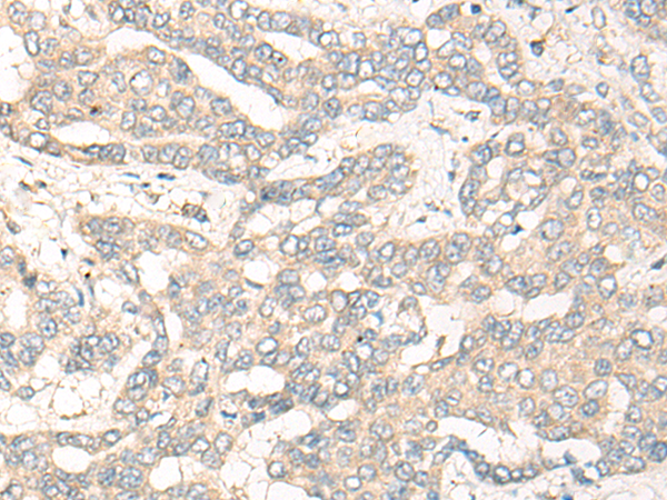 CCNY Antibody