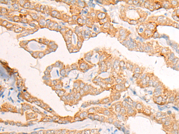 COX15 Antibody