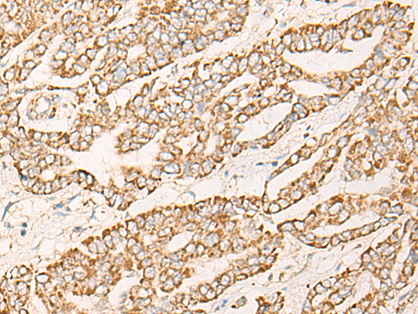 COX6C Antibody