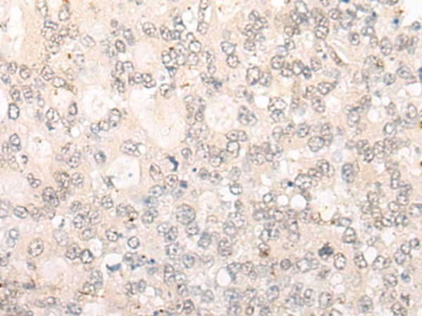 CPNE3 Antibody